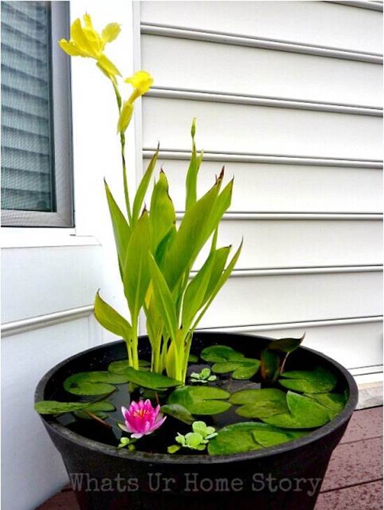 How to DIY Mini Garden Pond in a Container 2