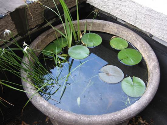 How to DIY Mini Garden Pond in a Container | iCreativeIdeas.com