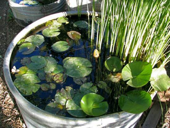 How to DIY Mini Garden Pond in a Container 6