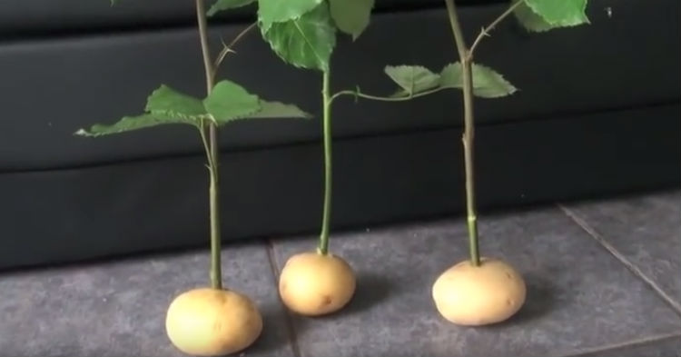 Creative Ideas - How To Grow Rose Cuttings In Potatoes