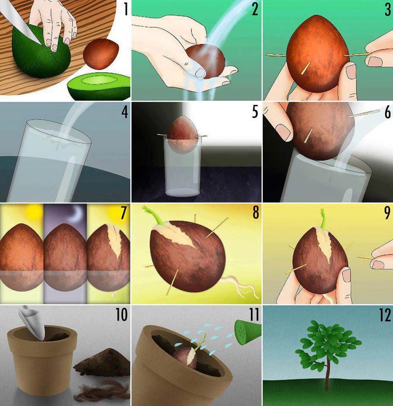How to Grow an Avocado Tree from the Pit