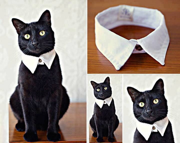 How to DIY Easy and Classy Cat Collar from Old Shirt