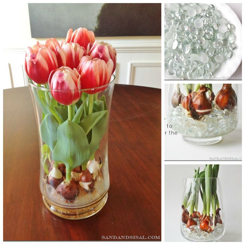 Creative Ideas How To Grow Tulips Indoors