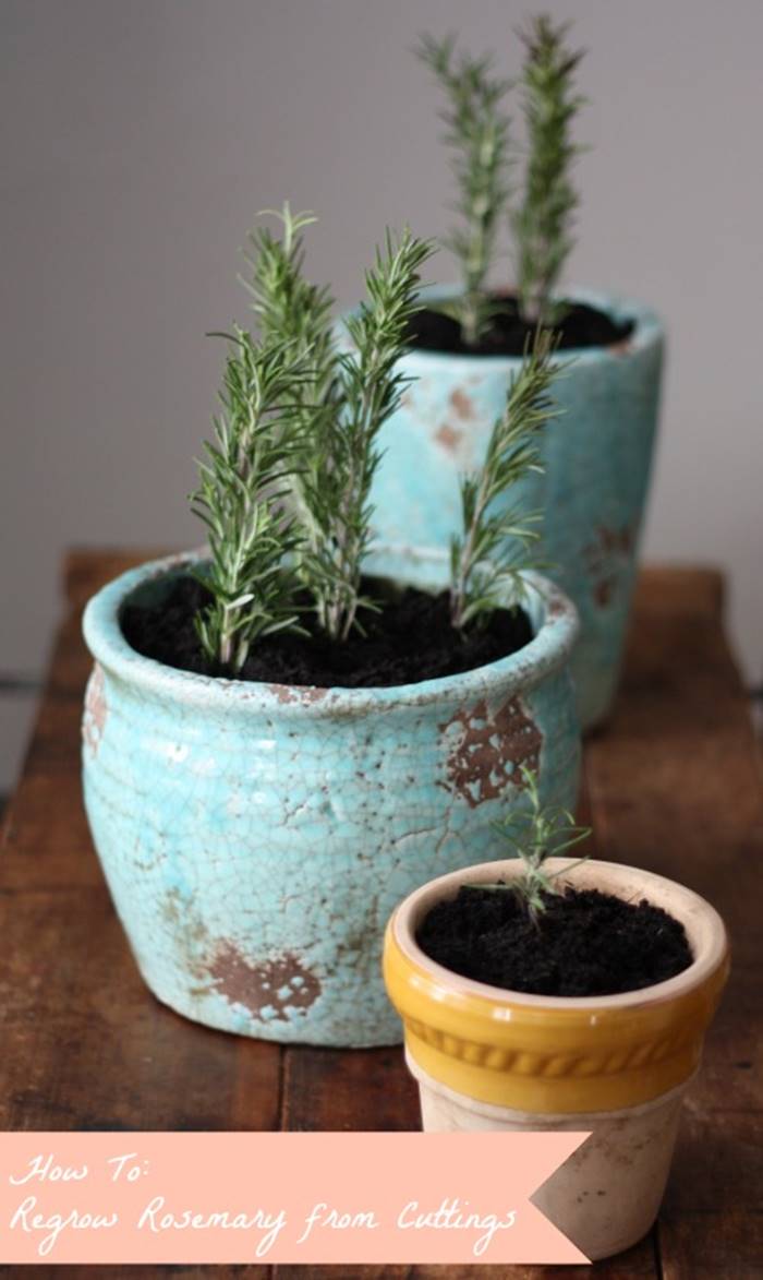 13 Vegetables That You Can Regrow Again And Again --> Rosemary