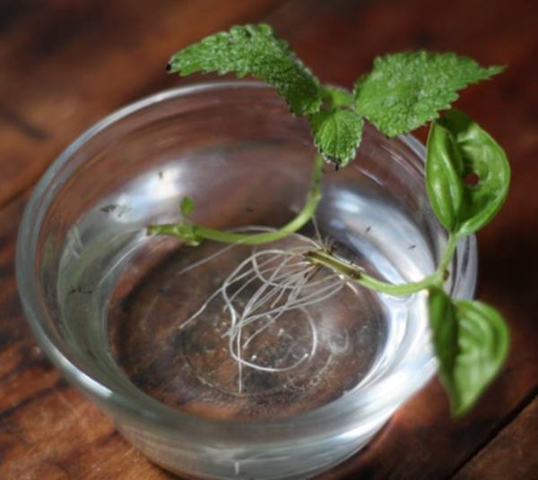 13 Vegetables That You Can Regrow Again And Again --> Lemon Balm”></p>
<div class=