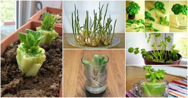 13 Vegetables That You Can Regrow Again And Again