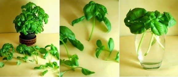13 Vegetables That You Can Regrow Again And Again --> Basil”>The Urban Gardener 2. Romaine Lettuce .</p>
<h3>You can grow back romaine lettuce from the bottom of the stump. When new leaves start to regrow, you can transfer and plant them in soil.</h3>
<p><img decoding=