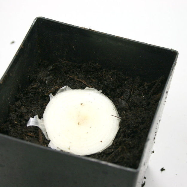 13 Vegetables That You Can Regrow Again And Again --> Onion