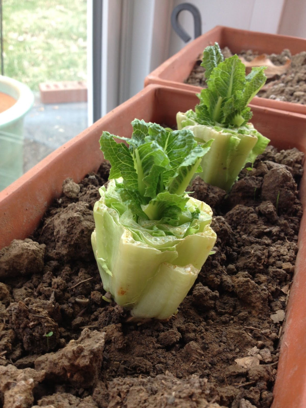 13 Vegetables That You Can Regrow Again And Again --> Romaine Lettuce
