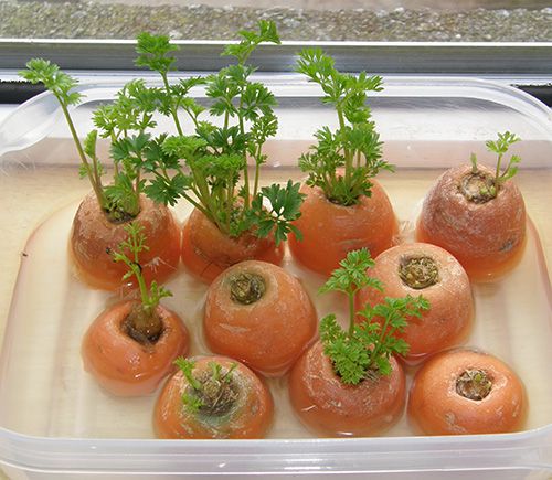 13 Vegetables That You Can Regrow Again And Again --> Carrots