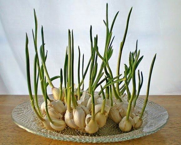 13 Vegetables That You Can Regrow Again And Again --> Garlic”>Basic Daily Recipes . Image through Nancy Enge Design 6. Celery .</p>
<h3>You can regrow celery by cutting off the base of the celery and putting it in a bowl of warm water in a sunny area. The new leaves in the middle of the base will start to grow and thicken in 5 to 7 days. You can move it to a pot with soil. Guide through</h3>
<p><img loading=