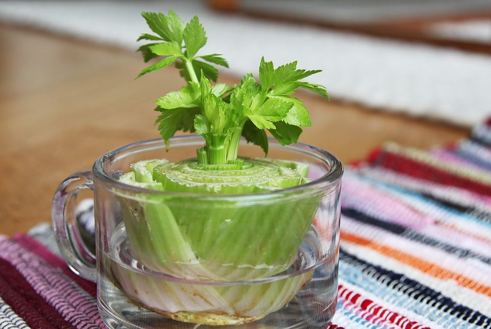 13 Vegetables That You Can Regrow Again And Again --> Celery