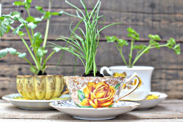 35+ Creative DIY Herb Garden Ideas --> DIY Herb Garden In A Teacup