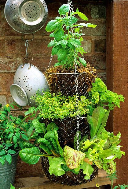 35+ Creative DIY Herb Garden Ideas --> Hanging Basket Herb Garden