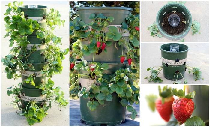 Creative Ideas - DIY Strawberry Tower With Reservoir
