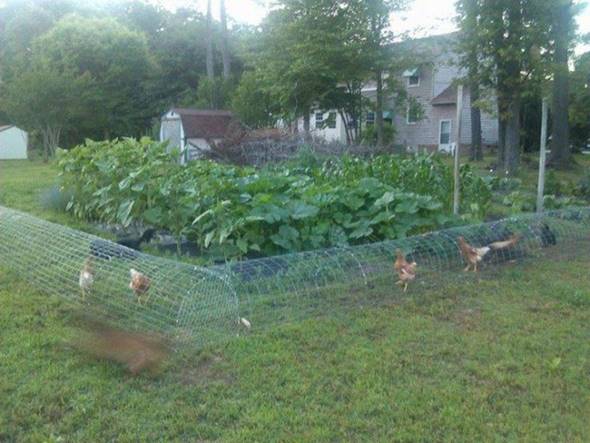 Creative Ideas DIY Backyard Chicken Tunnel 1_1