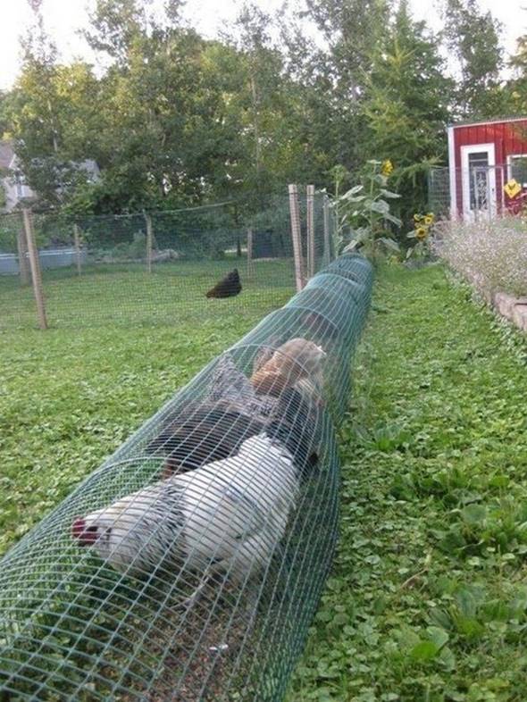 Creative Ideas - DIY Backyard Chicken Tunnel - i Creative 