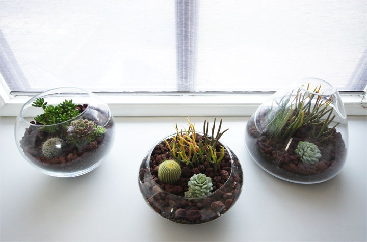 17 Creative DIY Terrarium Ideas