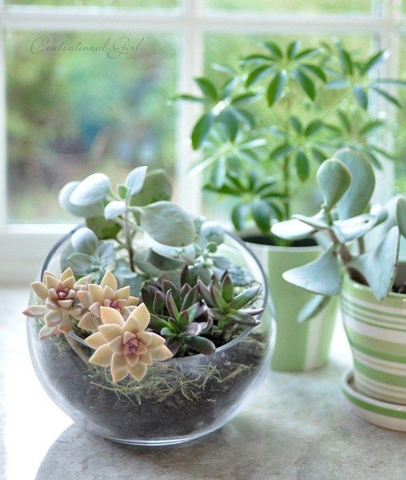 17 Creative DIY Terrarium Ideas