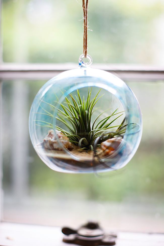 17 Creative DIY Terrarium Ideas