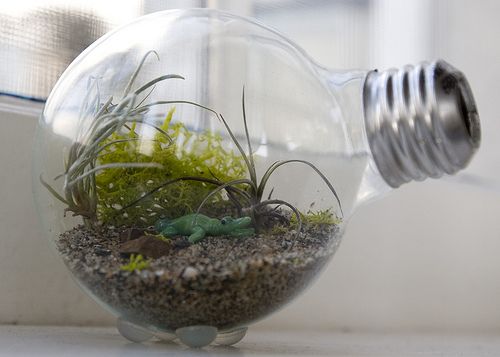 17 Creative DIY Terrarium Ideas