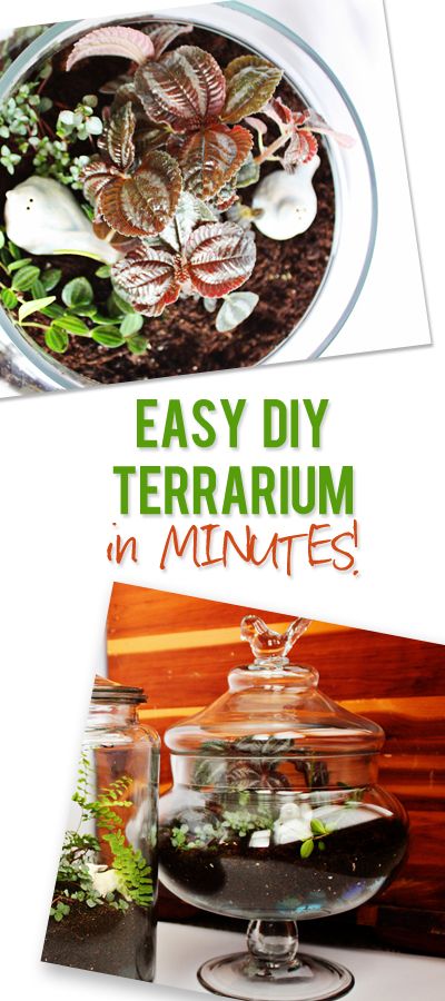 17 Creative DIY Terrarium Ideas